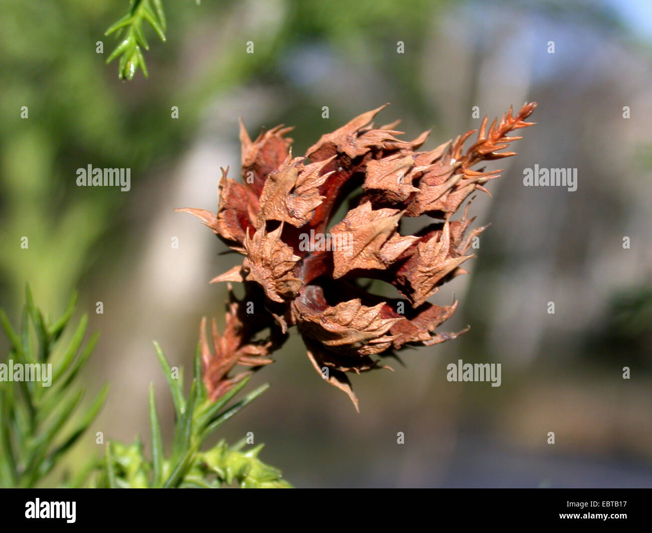 Japanese cedar (Cryptomeria japonica), proliferating cone on a branch Stock Photo