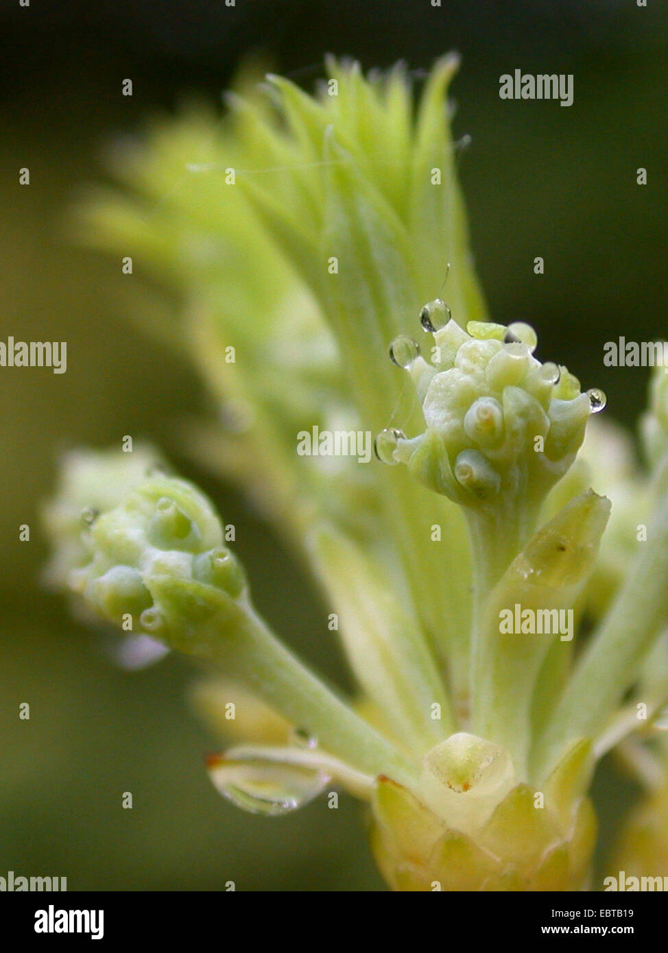 Japanese Plum Yew, Chinese Plum Yew (Cephalotaxus harringtonia var. drupacea), cones with pollination drops Stock Photo