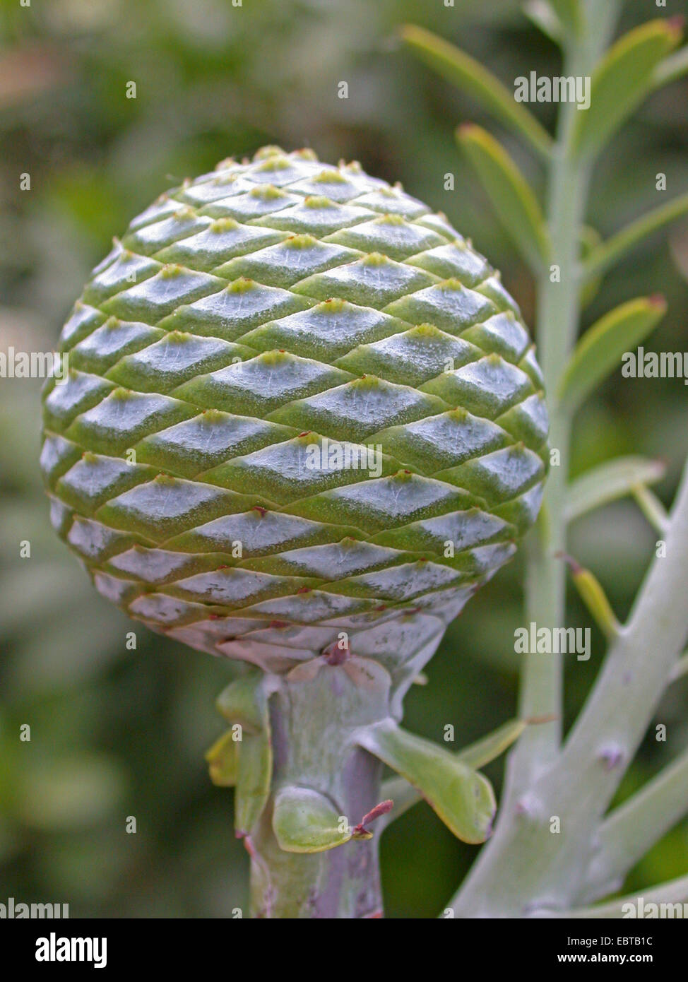 Kauri Pine (Agathis australis), cone on a branch Stock Photo