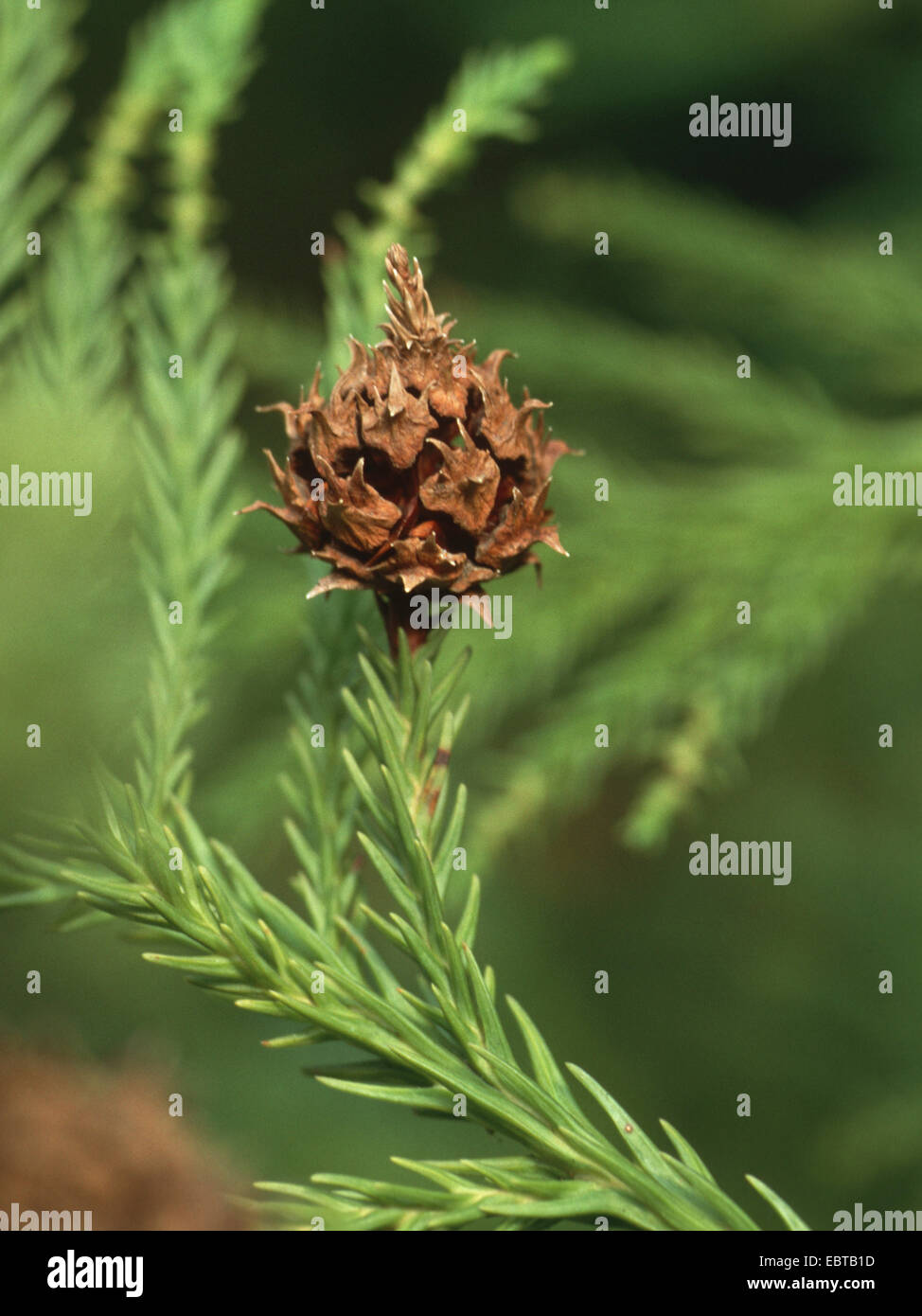 Japanese cedar (Cryptomeria japonica), proliferating cone on a branch Stock Photo