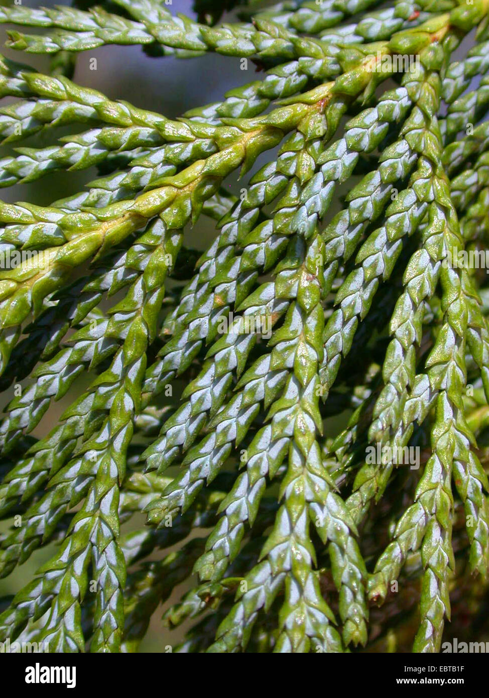sawara falsecypress (Chamaecyparis pisifera), unserside of a branch Stock Photo