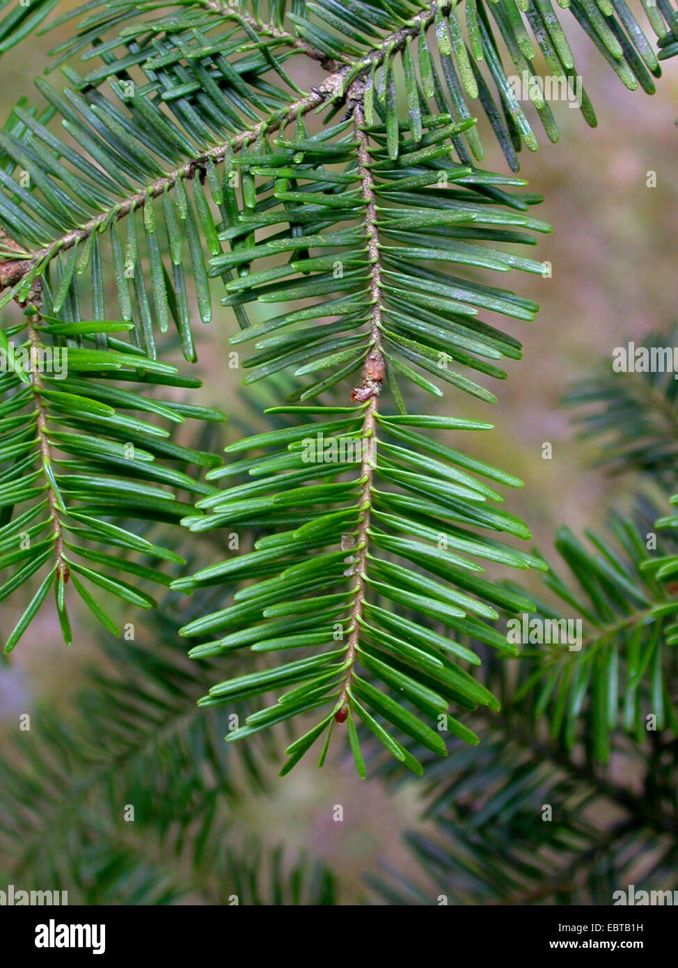 balsam fir (Abies balsamea), branch Stock Photo