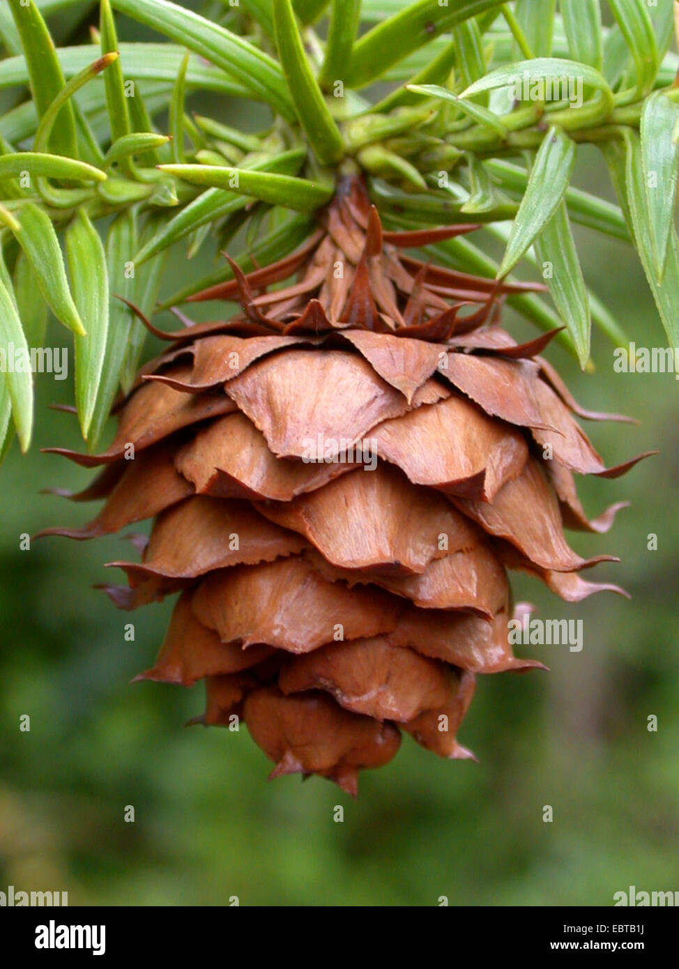 China fir, Chinese fir (Cunninghamia lanceolata), branch with cone Stock Photo