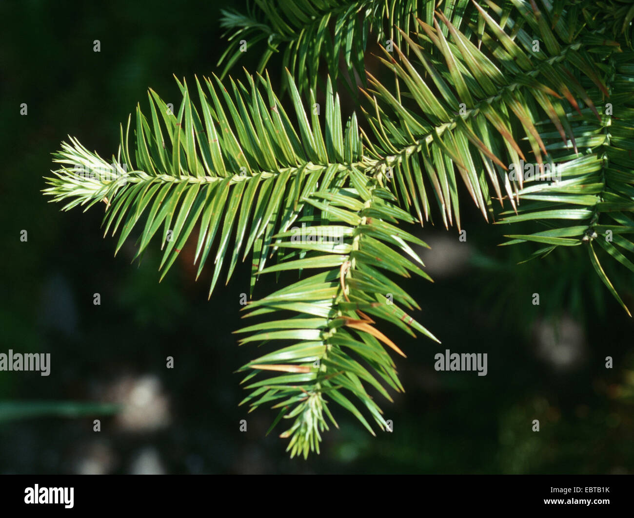 China fir, Chinese fir (Cunninghamia lanceolata), branch Stock Photo