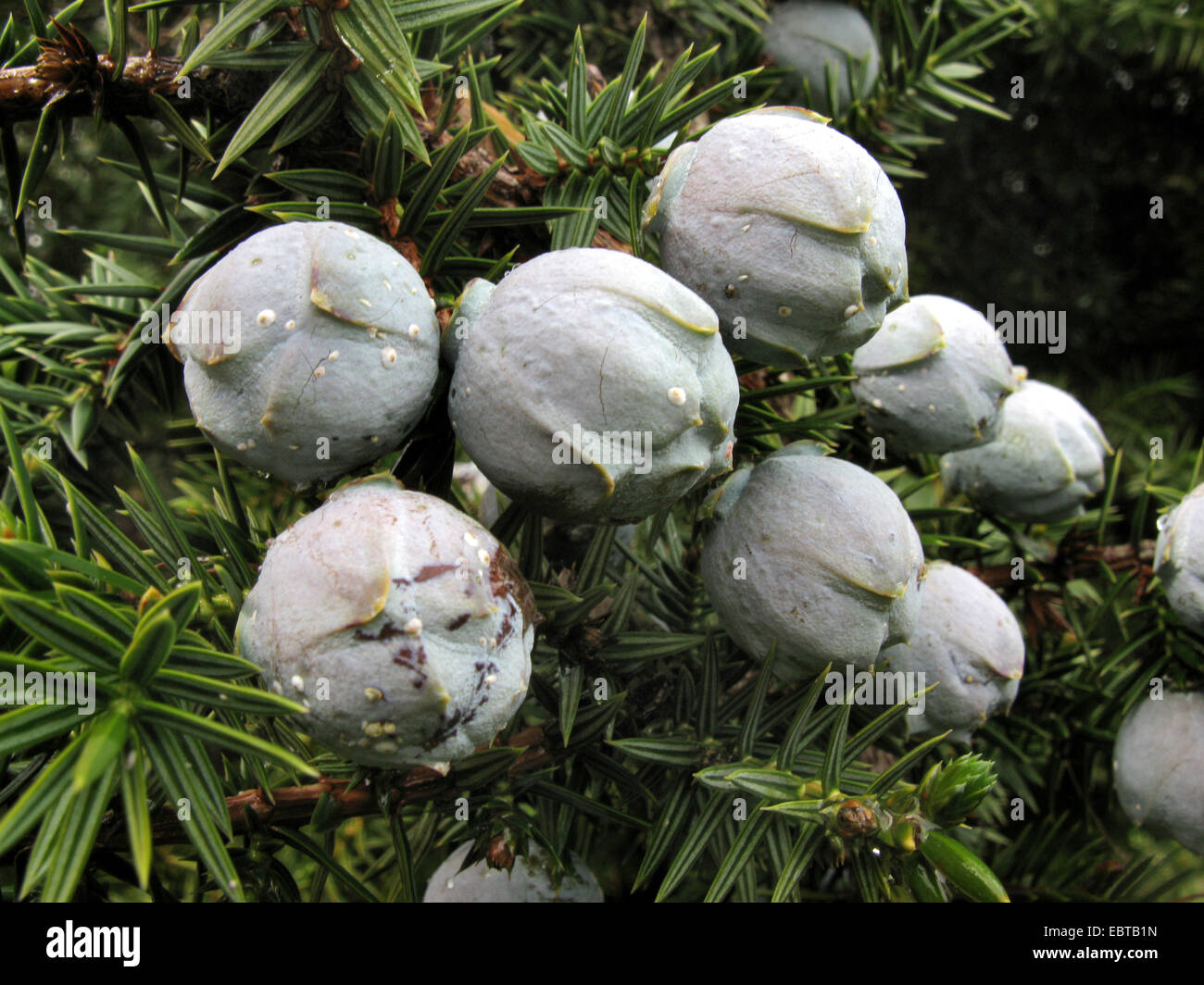 Syrian juniper (Juniperus drupacea), berrie on a branch, Greece, Peloponnes, Parnon Stock Photo