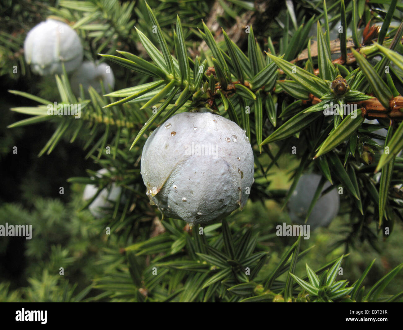 Syrian juniper (Juniperus drupacea), berrie on a branch, Greece, Peloponnes, Parnon Stock Photo