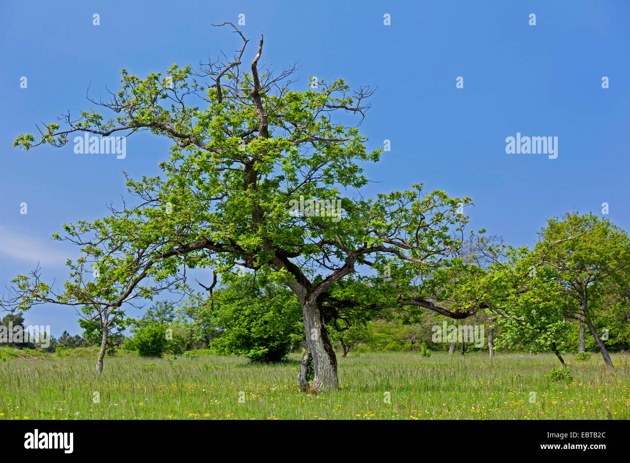 oak (Quercus spec.), single tree in a meadow, Germany, Bavaria, NSG Maeusberg Stock Photo