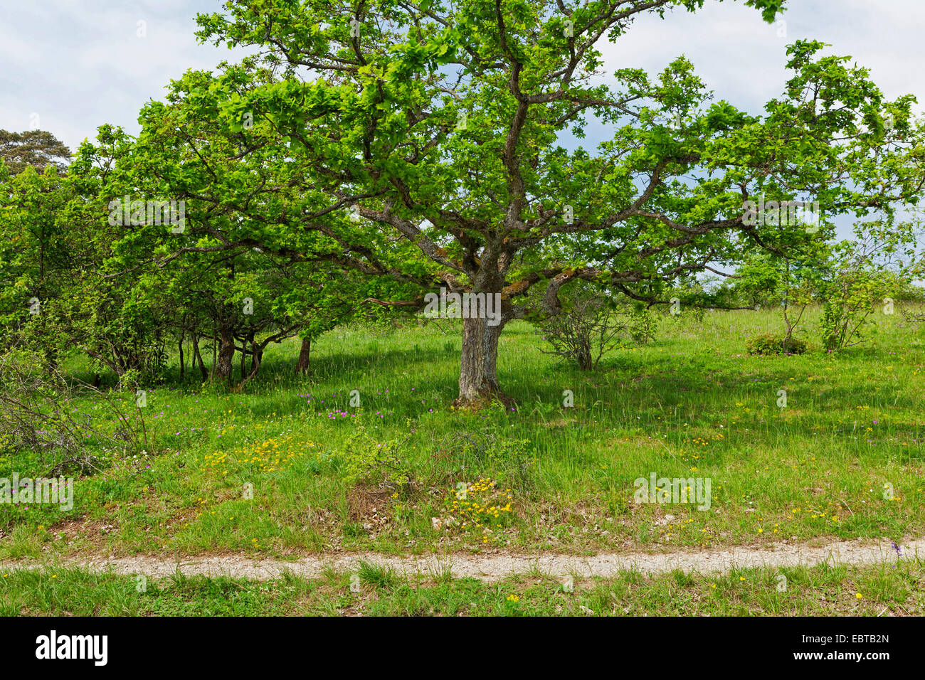 oak (Quercus spec.), in a meadow, Germany, Bavaria, NSG Maeusberg Stock Photo