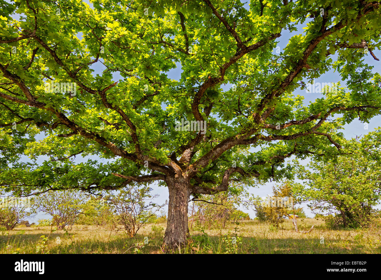 oak (Quercus spec.), in a meadow, Germany, Bavaria, NSG Maeusberg Stock Photo