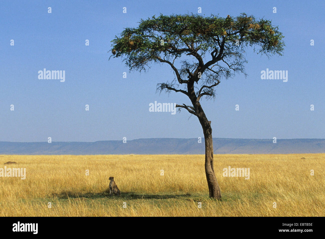 cheetah (Acinonyx jubatus), sitting in the shadow of a tree, Kenya Stock Photo