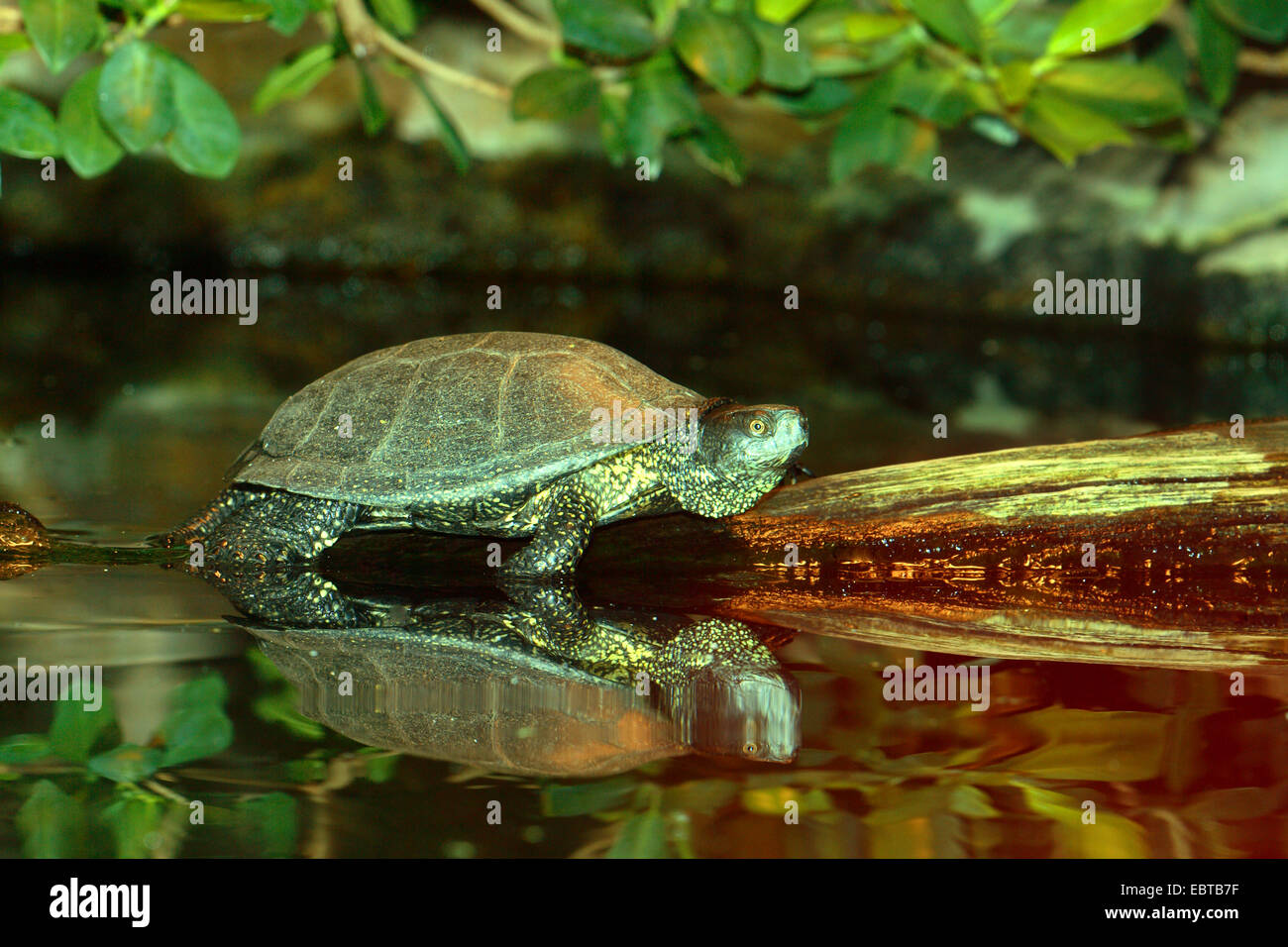 European pond terrapin, European pond turtle, European pond tortoise ...