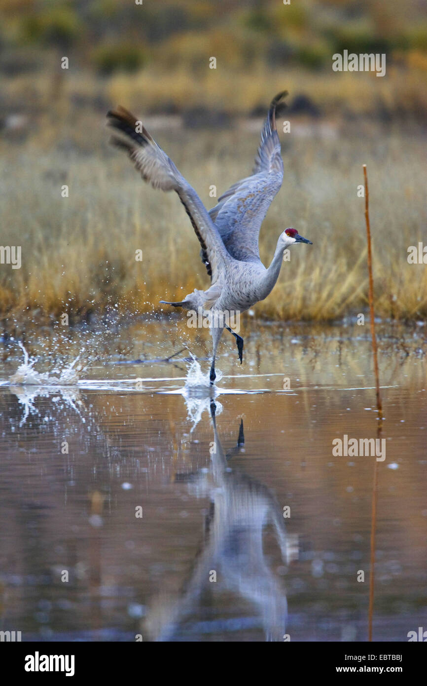 sandhill crane (Grus canadensis), Sandhill Crane starting, USA, New Mexico, Bosque del Apache Wildlife Refuge Stock Photo
