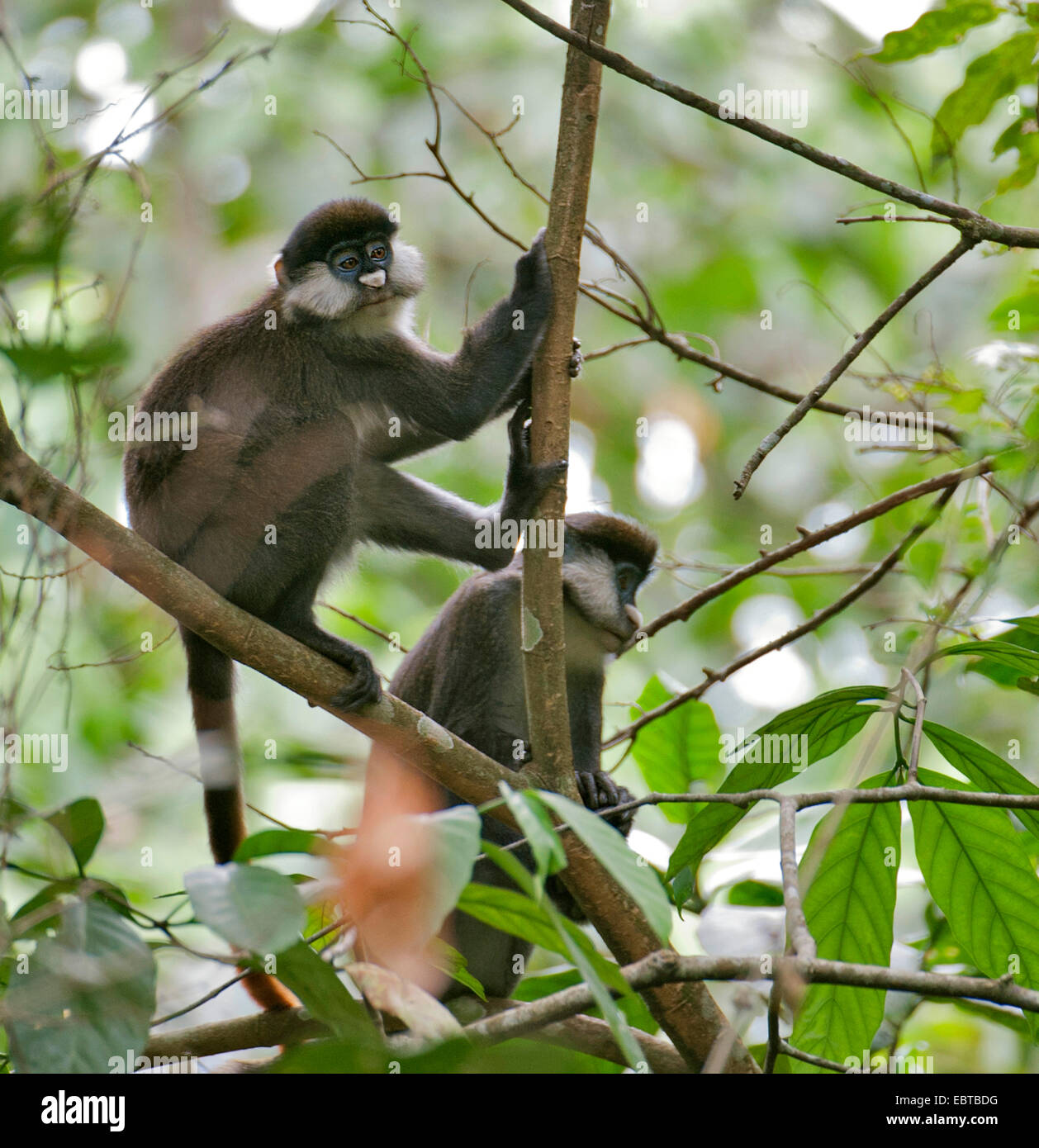 black-cheeked white-nosed monkey, Schmidt's guenon, red-tailed monkey (Cercopithecus ascanius), two red-tailed monkeys sitting on branches, Uganda, Kibale Forest National Park Stock Photo