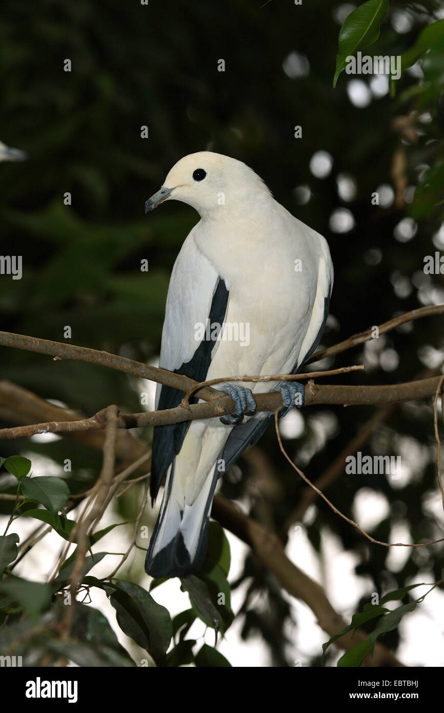 pied imperial pigeon (Ducula bicolor), sitting on a branch, India Stock Photo