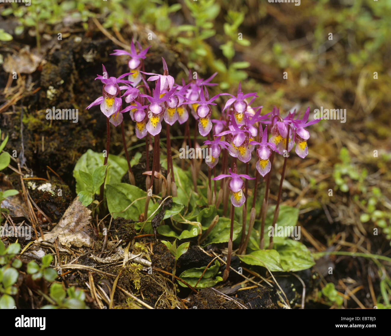 calypso, fairy-slipper orchid, fairy slipper (Calypso bulbosa), blooming, Canada Stock Photo