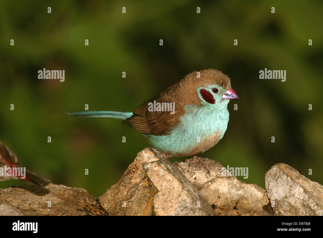 red-cheeked cordon-bleu (Uraeginthus bengalus), sitting male Stock Photo