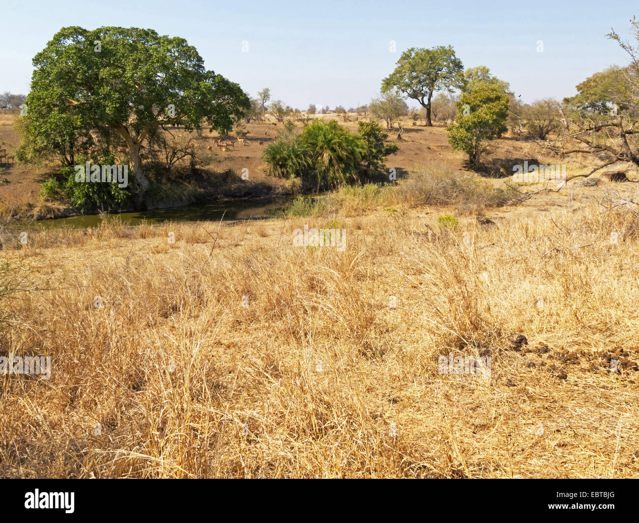 savanna, South Africa, Krueger National Park, Satara Camp Stock Photo