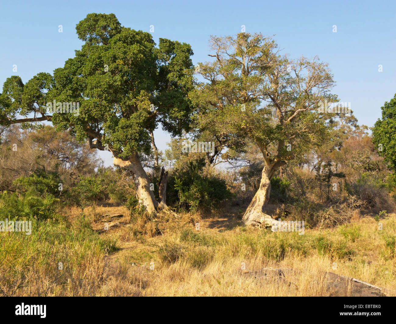 savanna, South Africa, Krueger National Park, Satara Camp Stock Photo