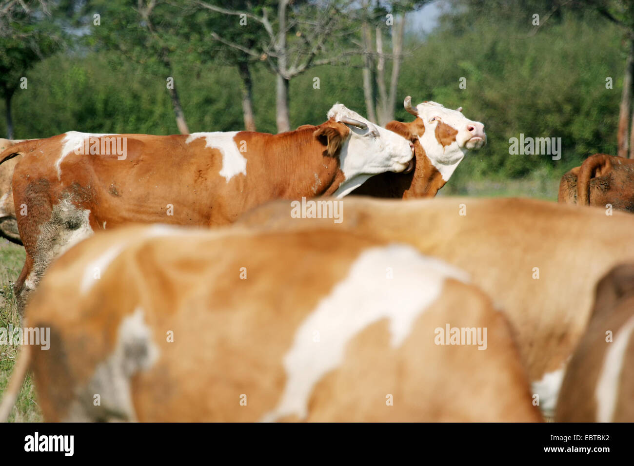 Two cows mollycoddle in a small flock of cows on a meadow. Stock Photo