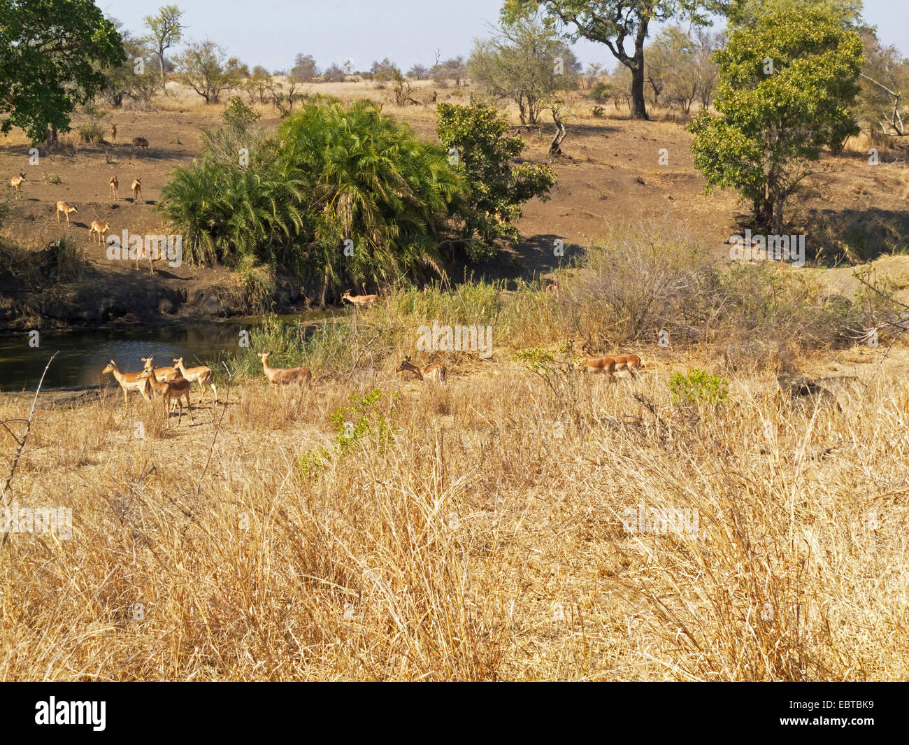 antelopes at drinking place in savanna, South Africa, Krueger National Park, Satara Camp Stock Photo
