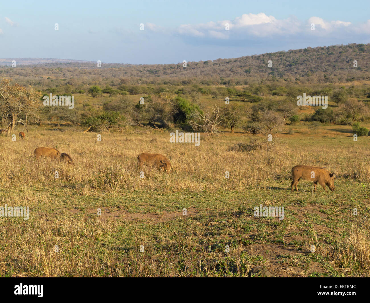 Common Warthog Savanna Warthog Phacochoerus Africanus In Savanna 