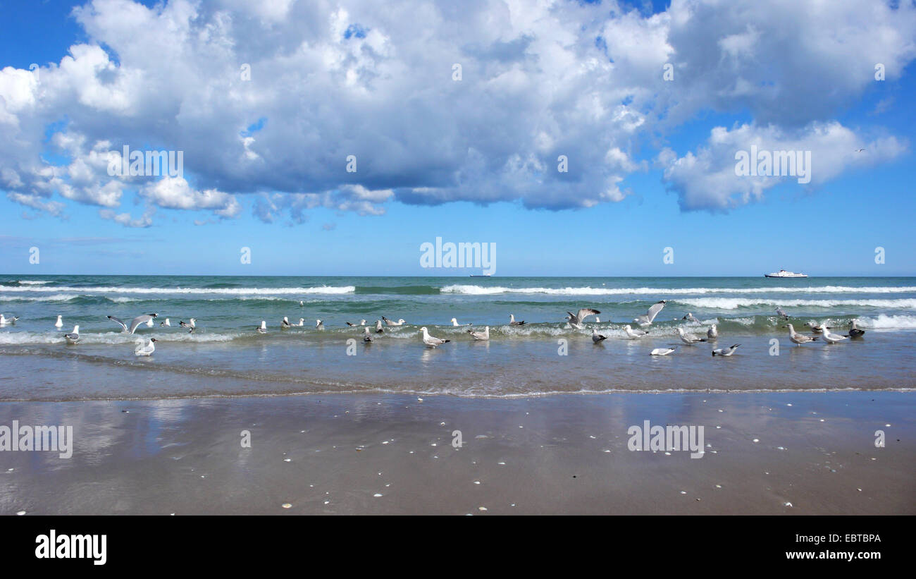 different sea birds looking for food in the surf of the Baltic Sea, Germany, Mecklenburg-Western Pomerania, Ruegen Stock Photo