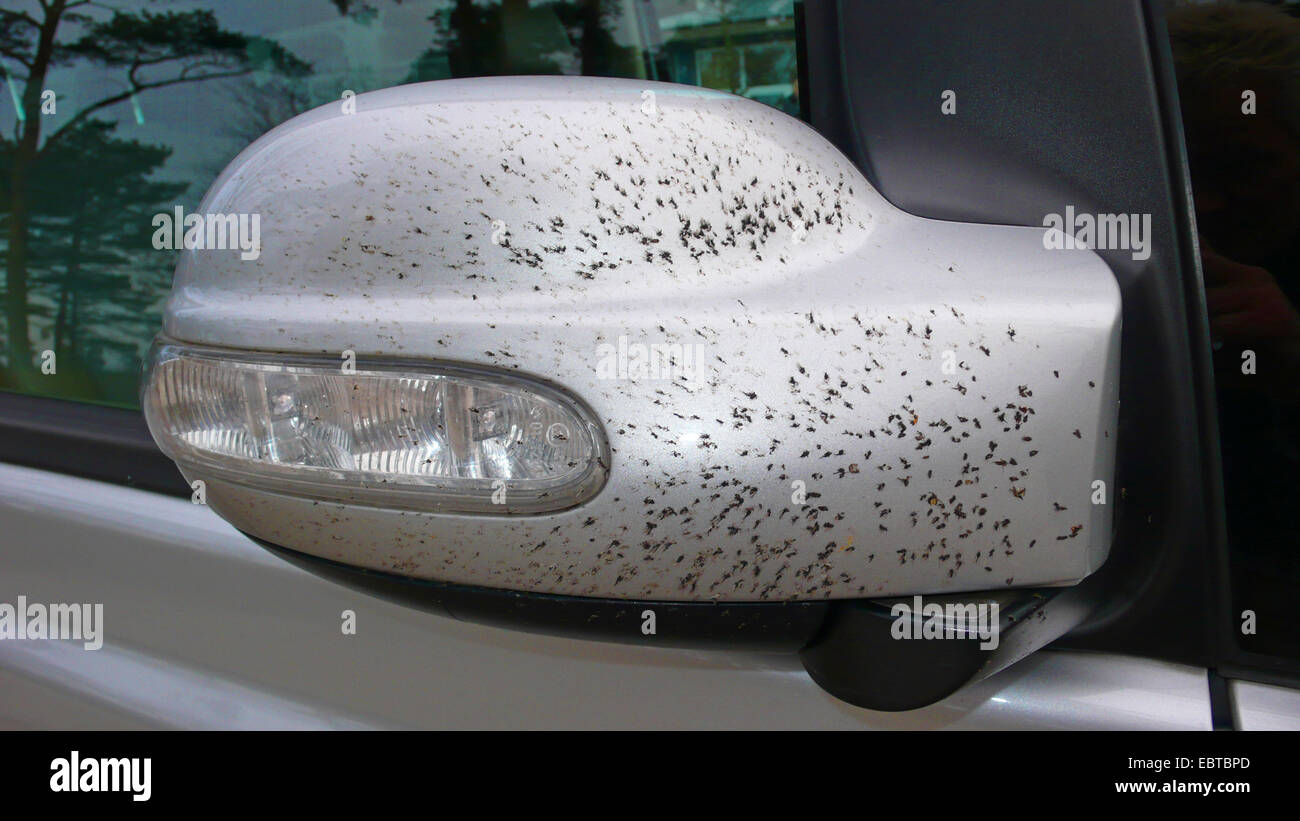 side mirror of a passenger car covered with dead flies after a long motorway drive Stock Photo