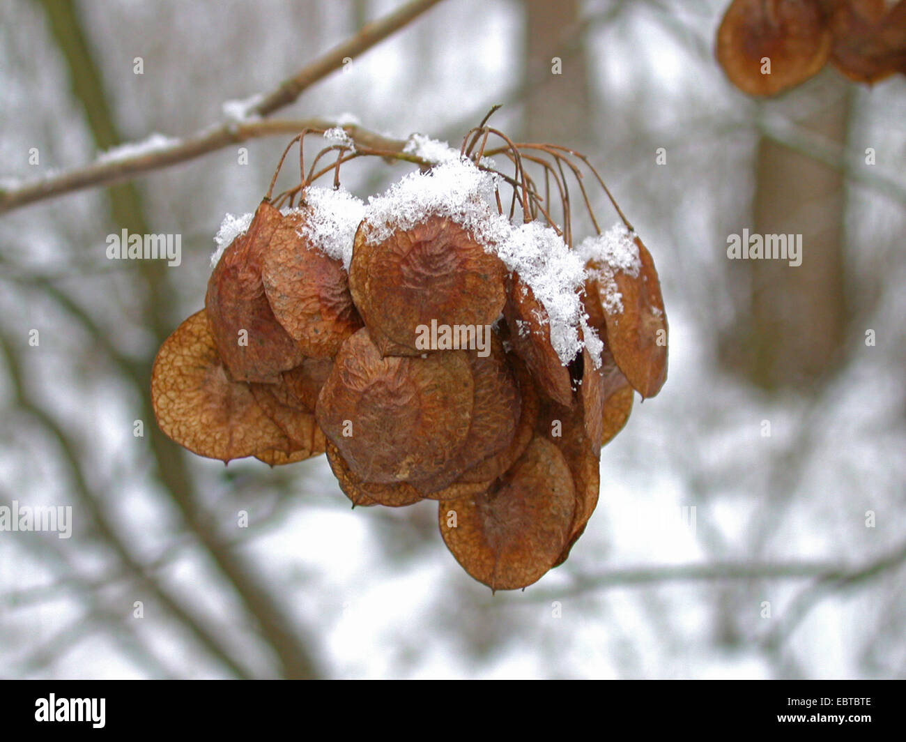 wafer ash, hop tree, stinking ash (Ptelea trifoliata), fruits on a branch in winter Stock Photo