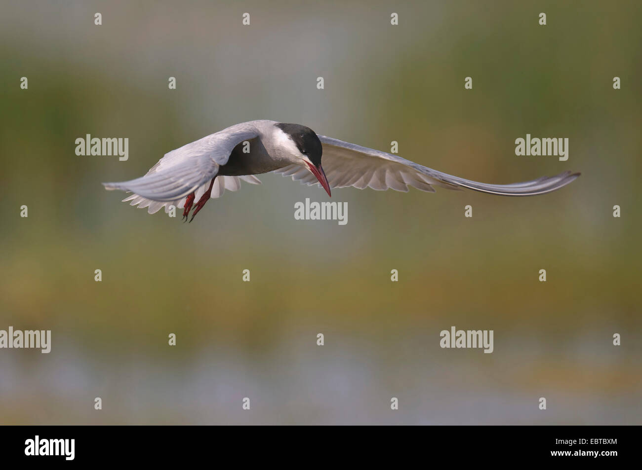 Common tern (Sterna hirundo), hunting, Hungary, Kiskunsagi, Fuellopszallas Stock Photo