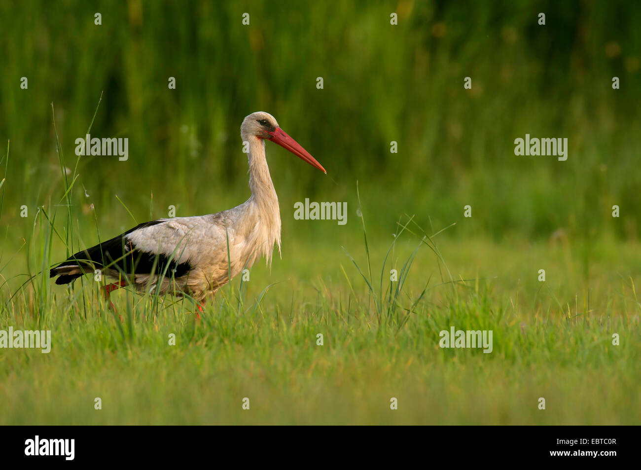 white stork (Ciconia ciconia), on the feed in a meadow, Hungary, Kiskunsagi, Fuellopszallas Stock Photo