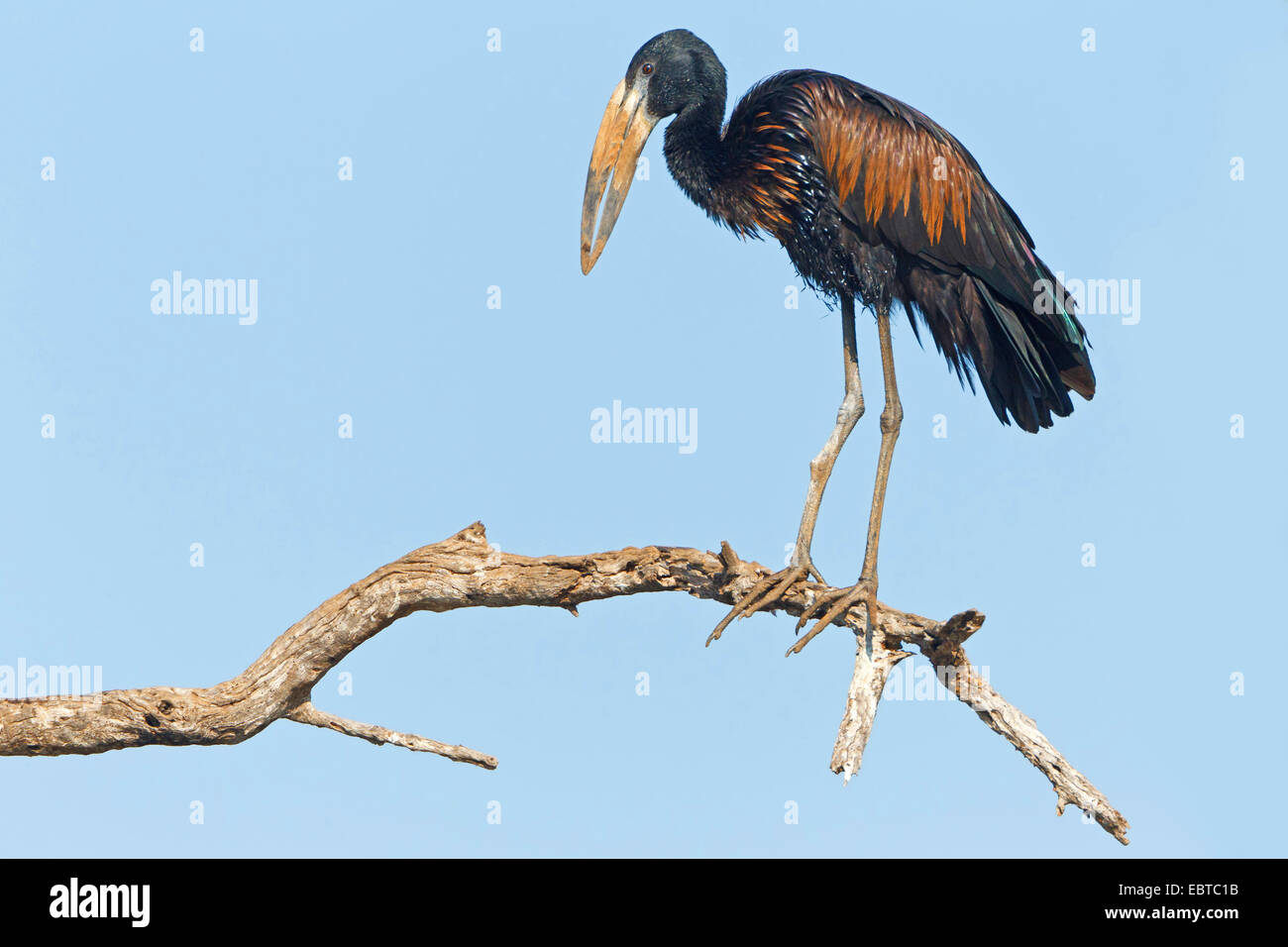 African open-bill stork (Anastomus lamelligerus), sitting on a dry branch, South Africa, Krueger National Park Stock Photo