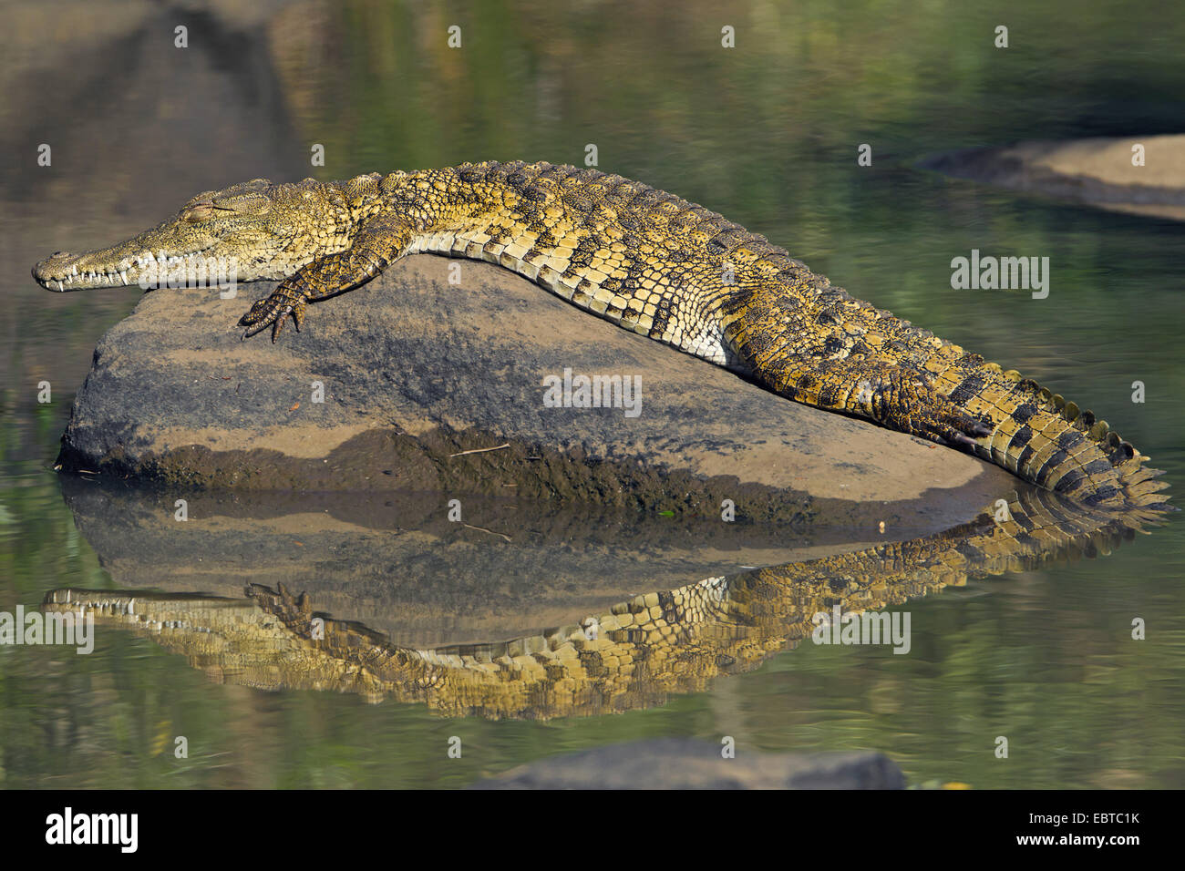 Nile crocodile (Crocodylus niloticus), lying on a rock in water and sleeps, South Africa, Hluhluwe-Umfolozi National Park, Hilltop Camp Stock Photo