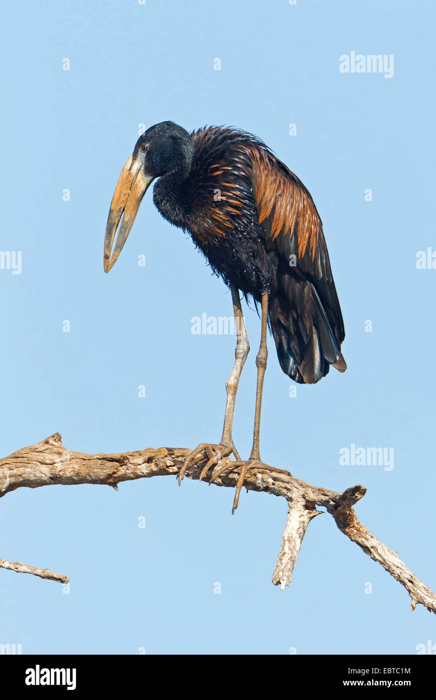 African open-bill stork (Anastomus lamelligerus), sitting on a dry branch, South Africa, Krueger National Park Stock Photo