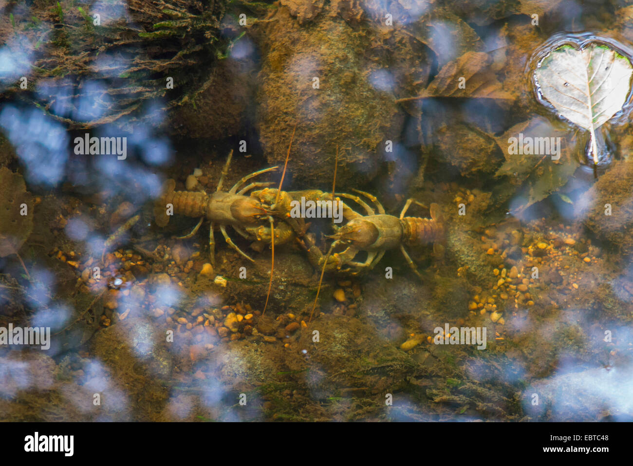 stone crayfish, torrent crayfish (Astacus torrentium, Austropotamobius torrentium, Potamobius torrentium), rivals fighting, Germany, Bavaria, Isental Stock Photo