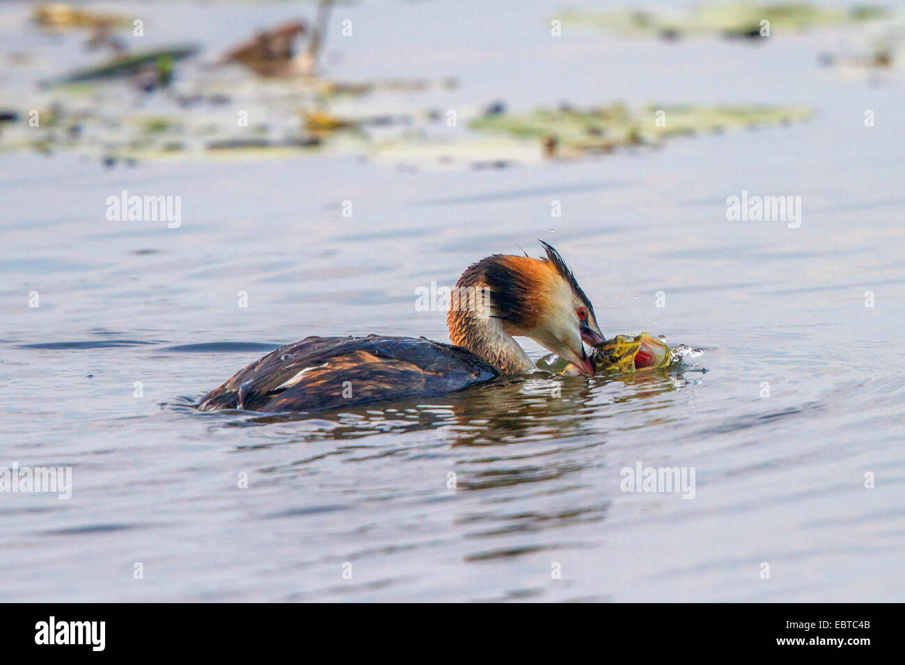 great crested grebe (Podiceps cristatus), with caught spike, Germany, Bavaria, Lake Chiemsee Stock Photo