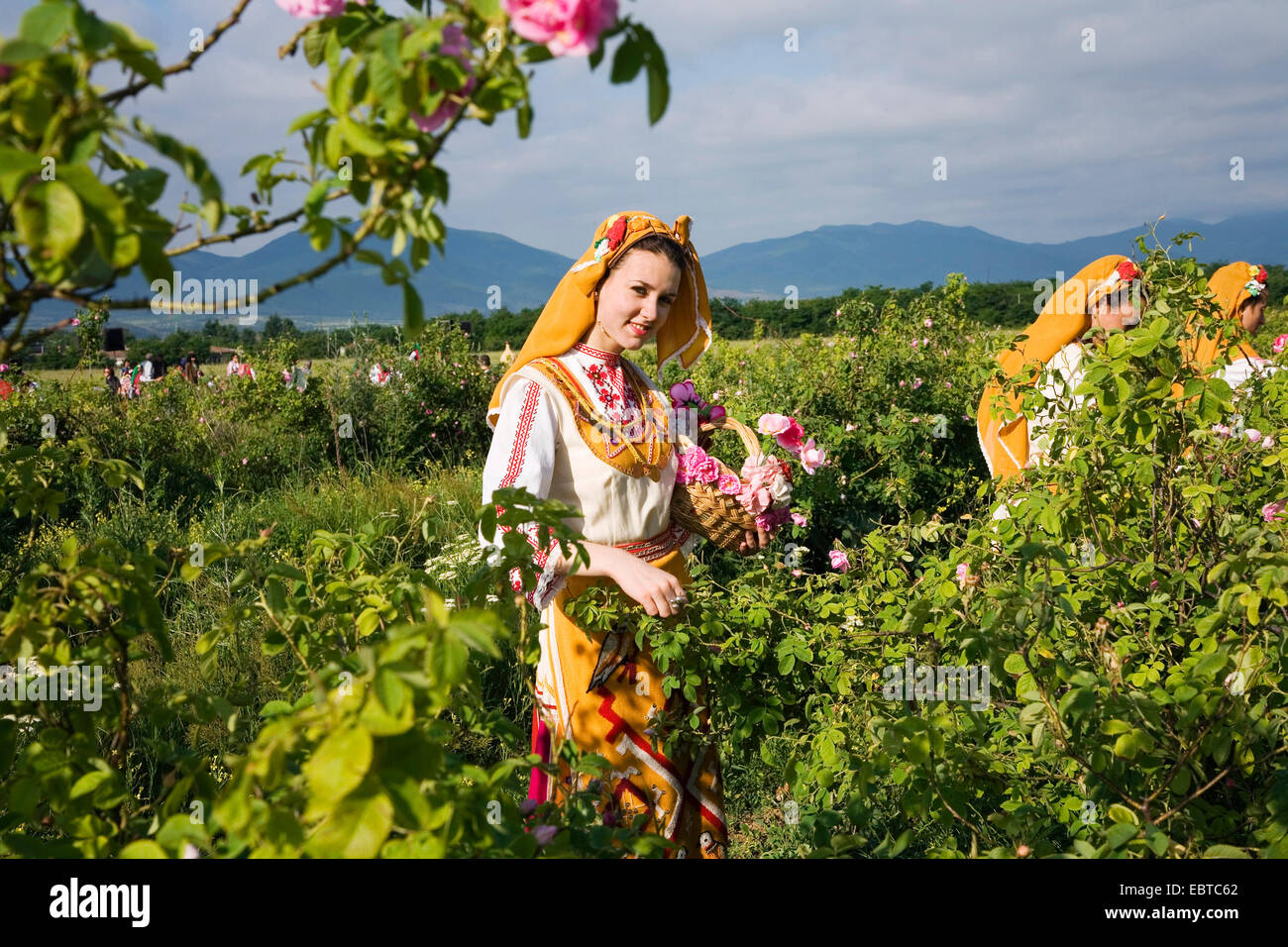 girl in traditional clothing picking roses, Rose Festival, Bulgaria, Karlovo Stock Photo