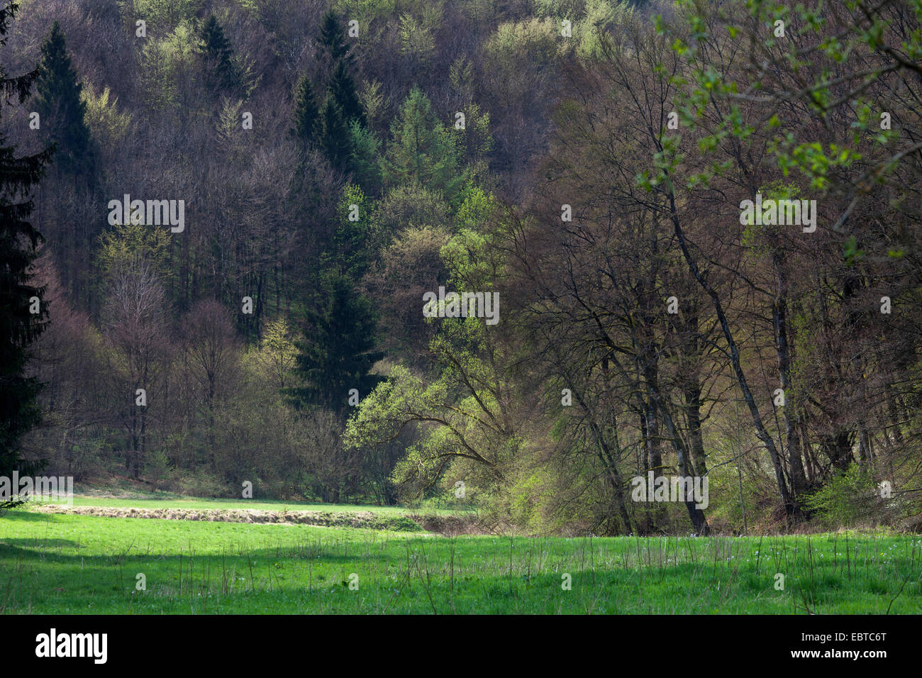 spring forest, Germany, Rhineland-Palatinate, Eifel Stock Photo
