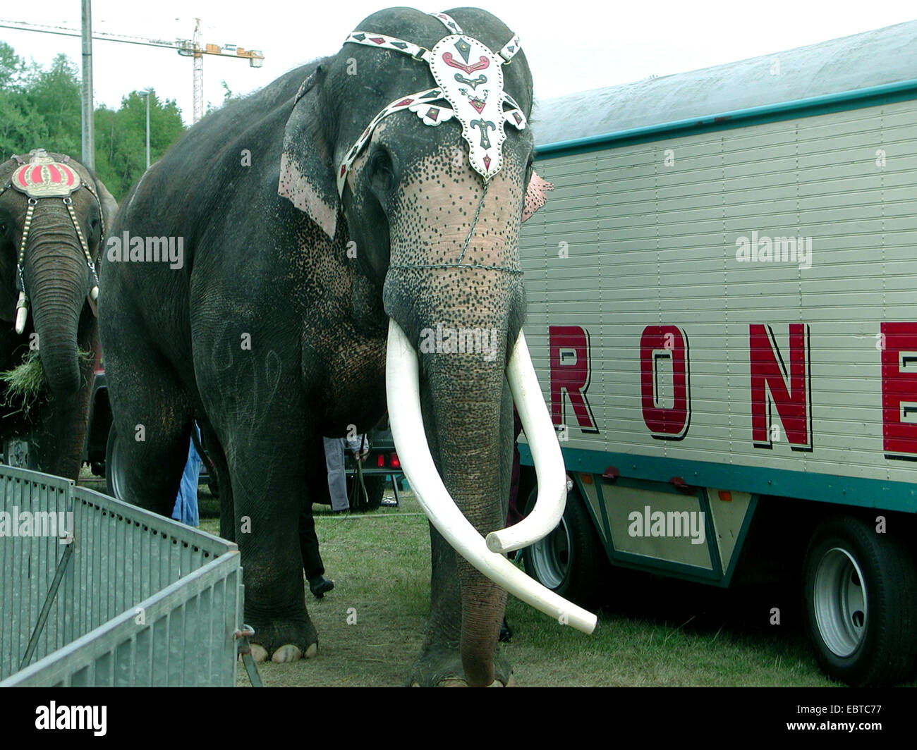 Indian elephant (Elephas maximus indicus, Elephas maximus bengalensis), two adorned circus animal walking among circus caravans: In Germany hundreds of wild animals are kept although a species-appropriate keeping is impossible in travelling enterprises. In Austria wild animal keeping is already prohibited., Germany, Stock Photo
