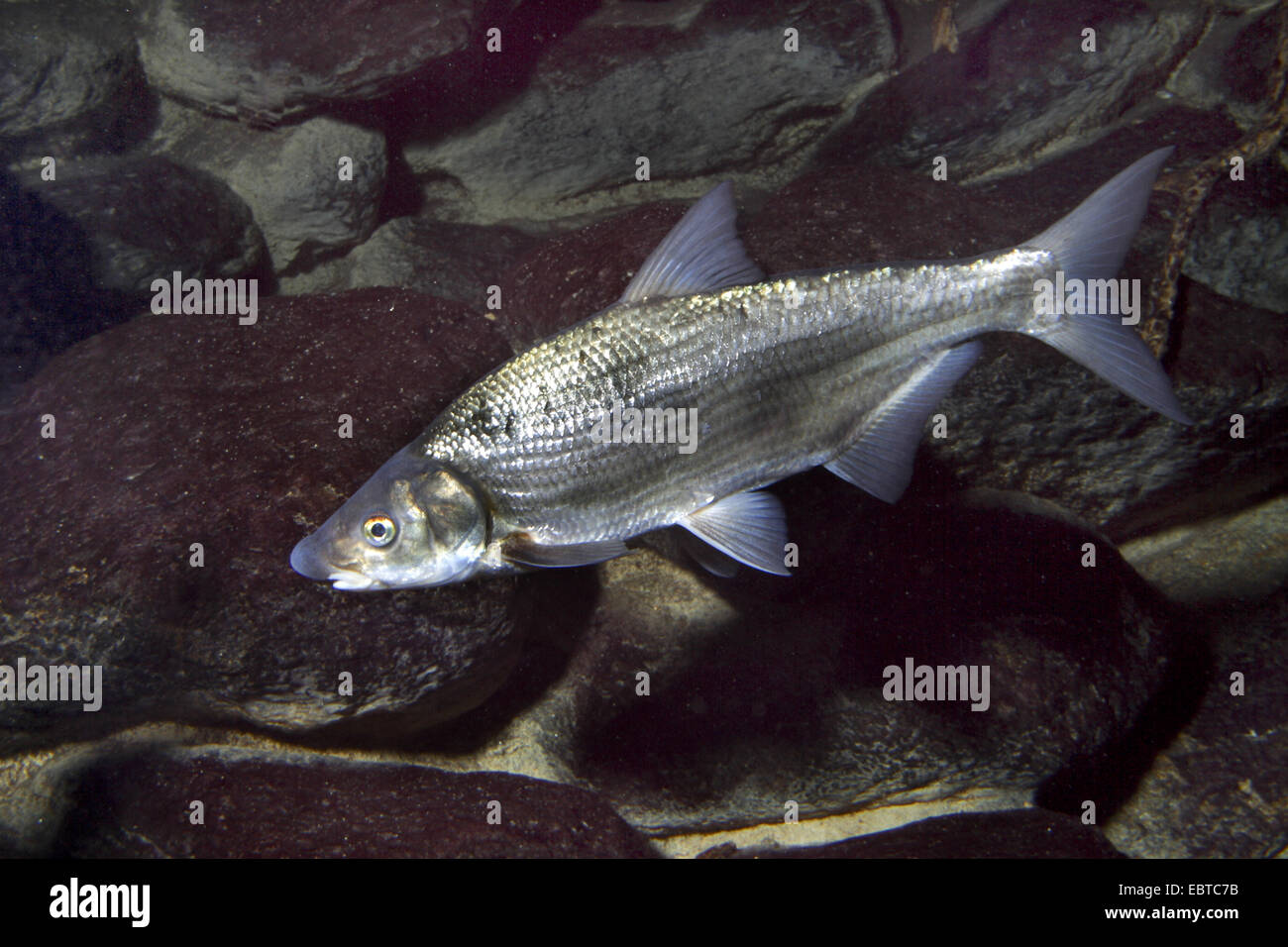 East European bream, zaehrte, Baltic vimba, Vimba bream, Vimba, Zanthe, Zarte (Vimba vimba, Abramis vimba), swimming at the bottom of a river covered with stones Stock Photo