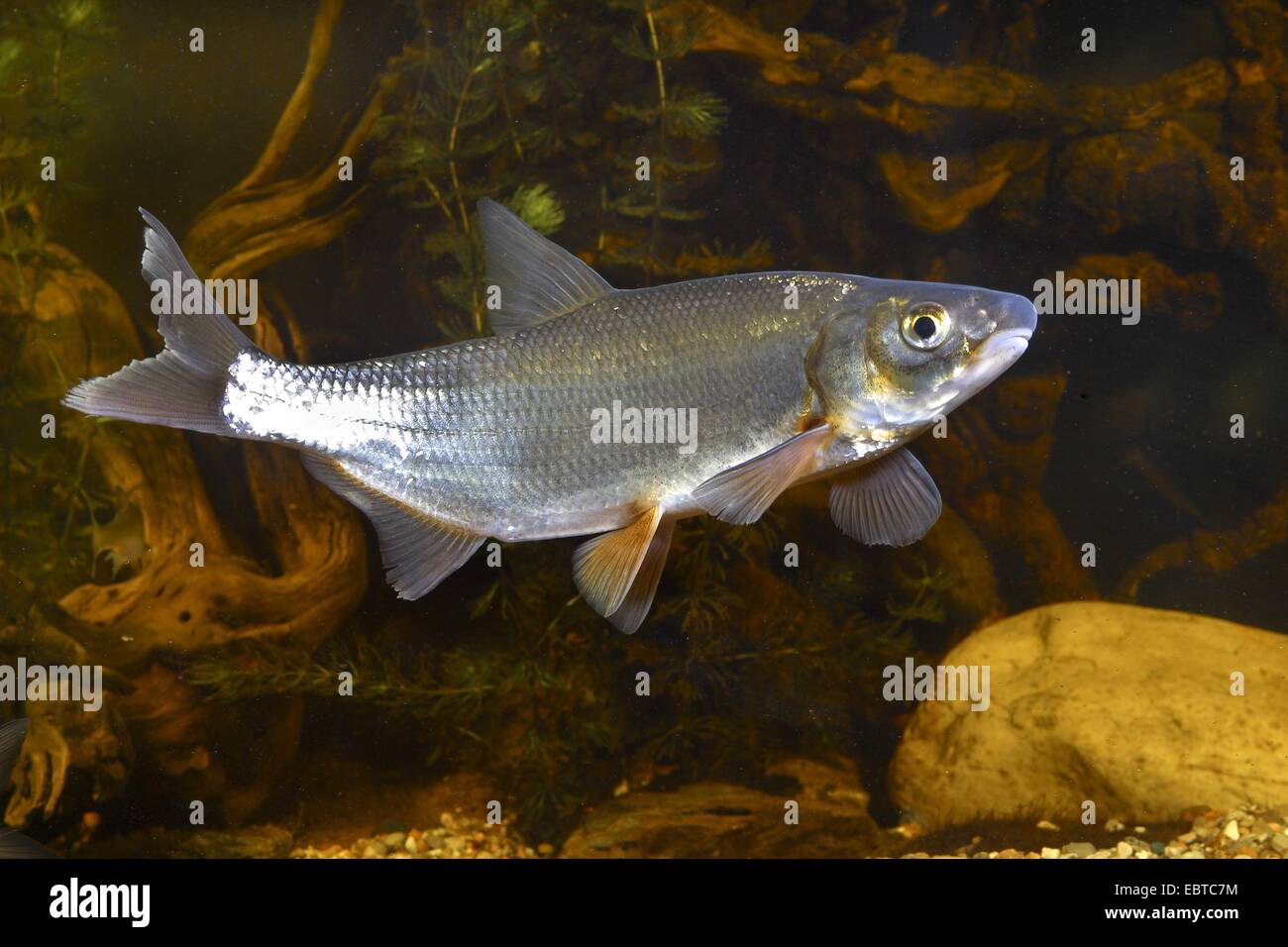 East European bream, zaehrte, Baltic vimba, Vimba bream, Vimba, Zanthe, Zarte (Vimba vimba, Abramis vimba), swimming at the bottom of a river covered with stones and waterplants Stock Photo