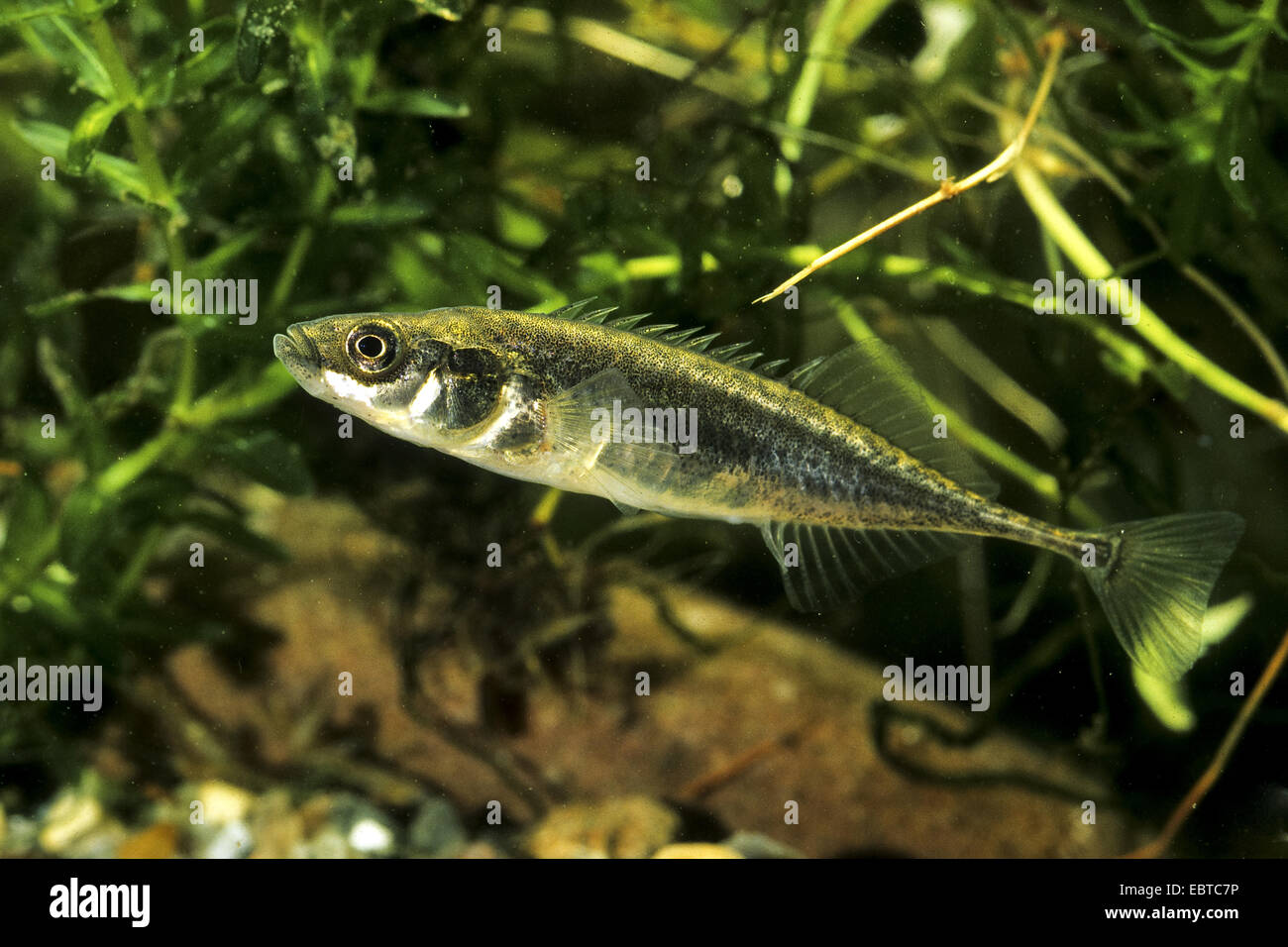Nine-spined stickleback (Pungitius pungitius), swimming at the bottom of a water covered with gravel Stock Photo