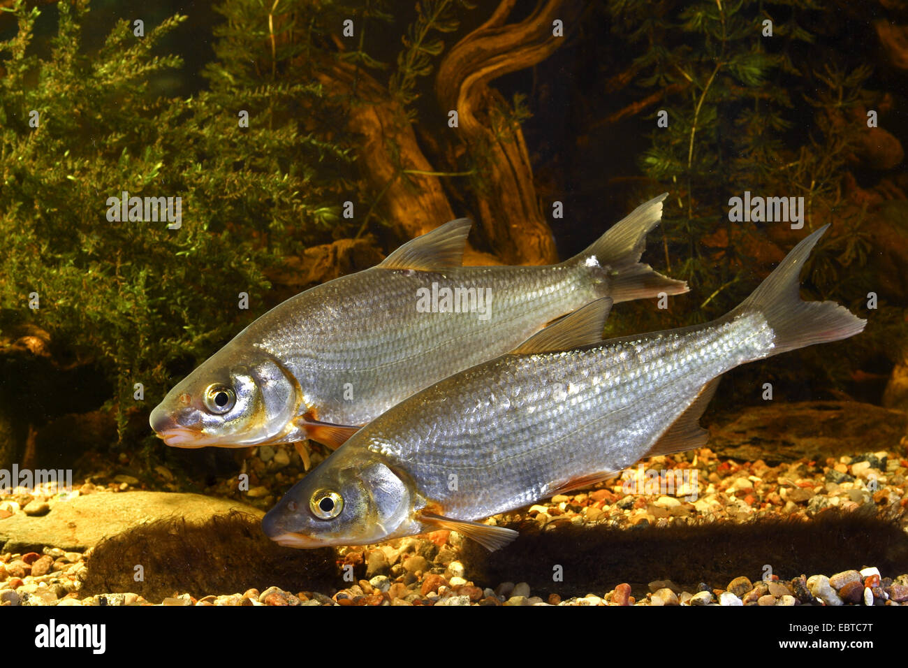 East European bream, zaehrte, Baltic vimba, Vimba bream, Vimba, Zanthe, Zarte (Vimba vimba, Abramis vimba), two fishes at the bottom of a river covered with gravel and waterplants Stock Photo