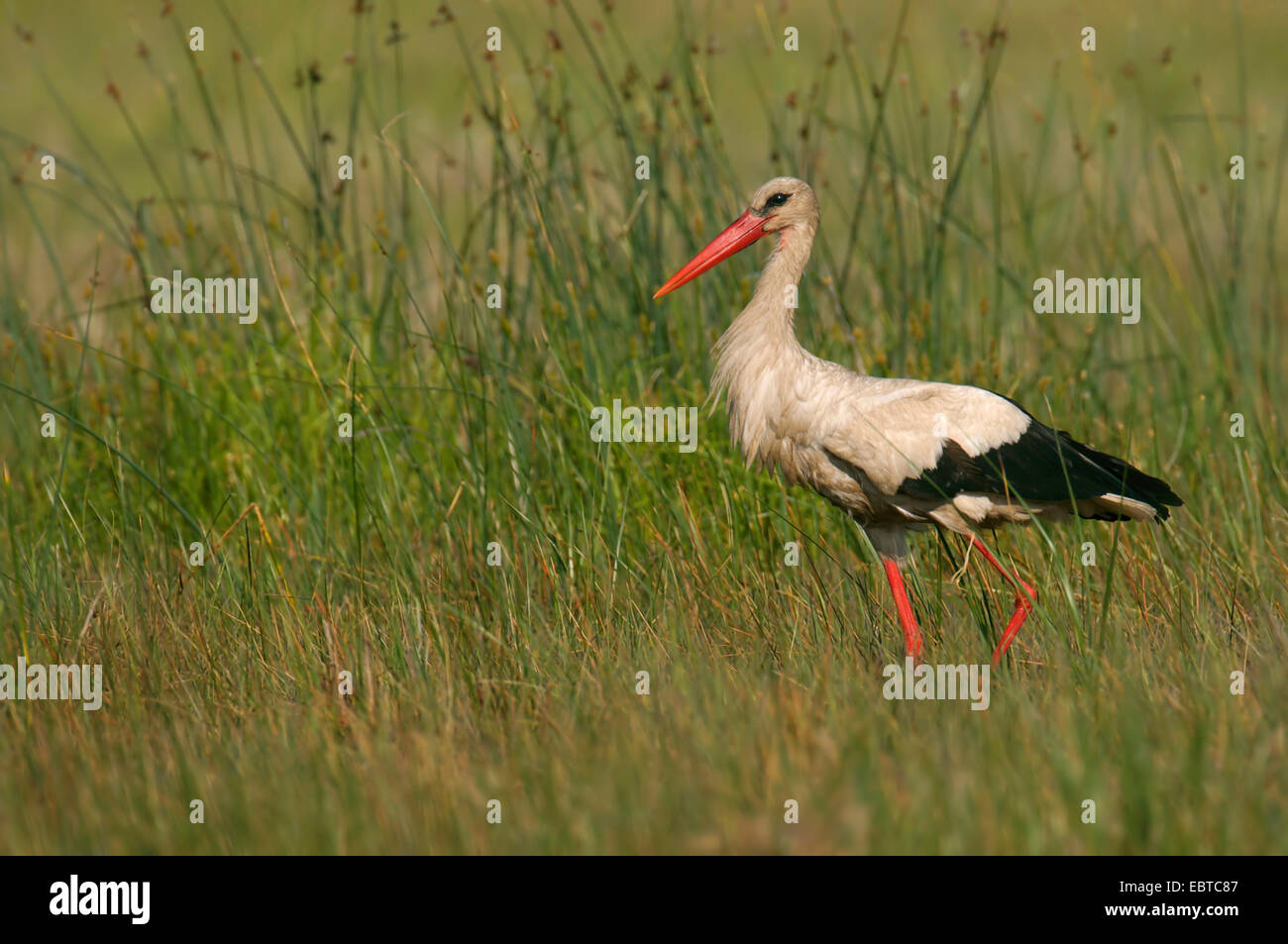 white stork (Ciconia ciconia), on the feed in a meadow, Hungary, Kiskunsagi, Fuellopszallas Stock Photo