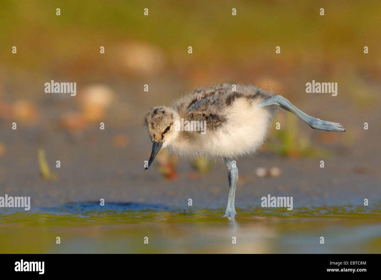pied avocet (Recurvirostra avosetta), chick attempting to walk in shallow water Stock Photo