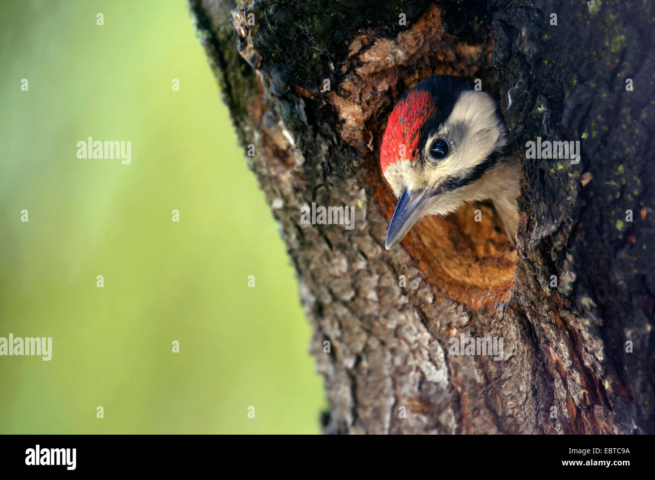 syrian woodpecker (Picoides syriacus, Dendrocopos syracus), squaeker looking out of its den, Hungary, Fejer, Cece Stock Photo