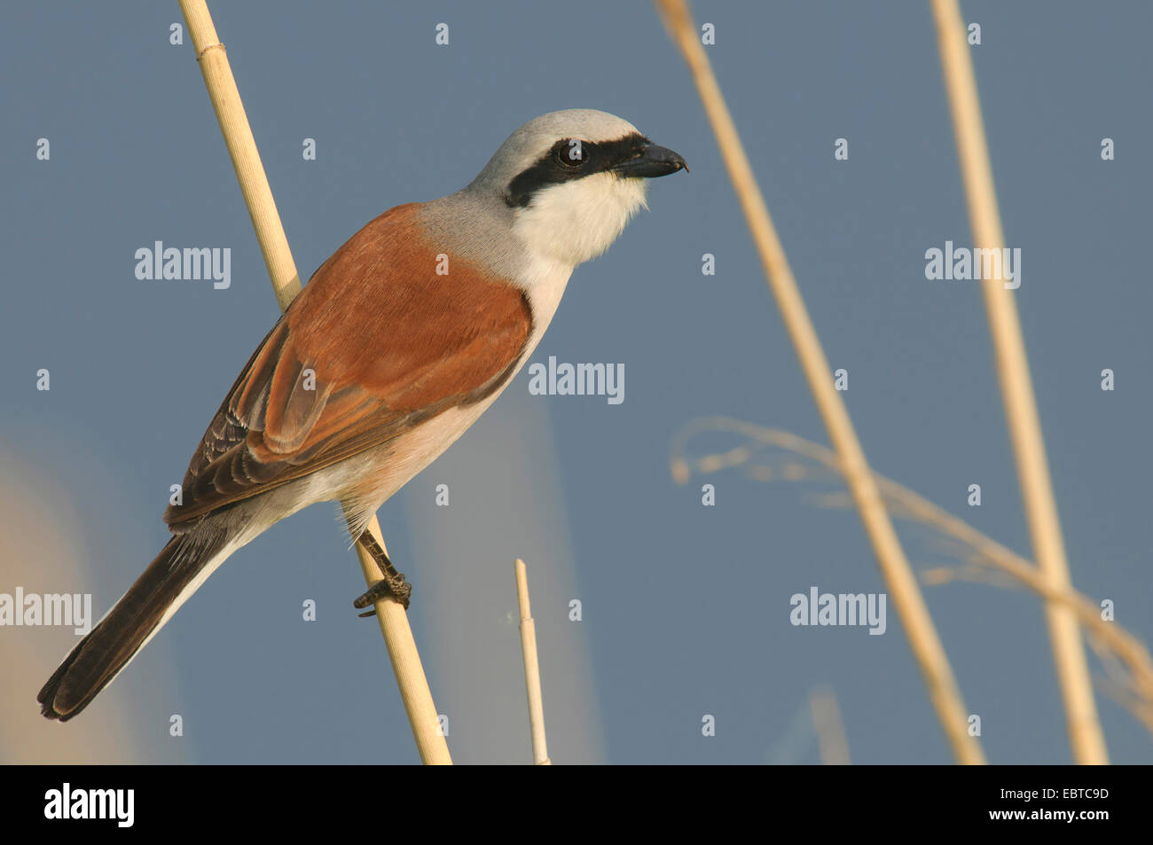 red-backed shrike (Lanius collurio), male sitting in reed, Hungary, Fejer, Cece Stock Photo