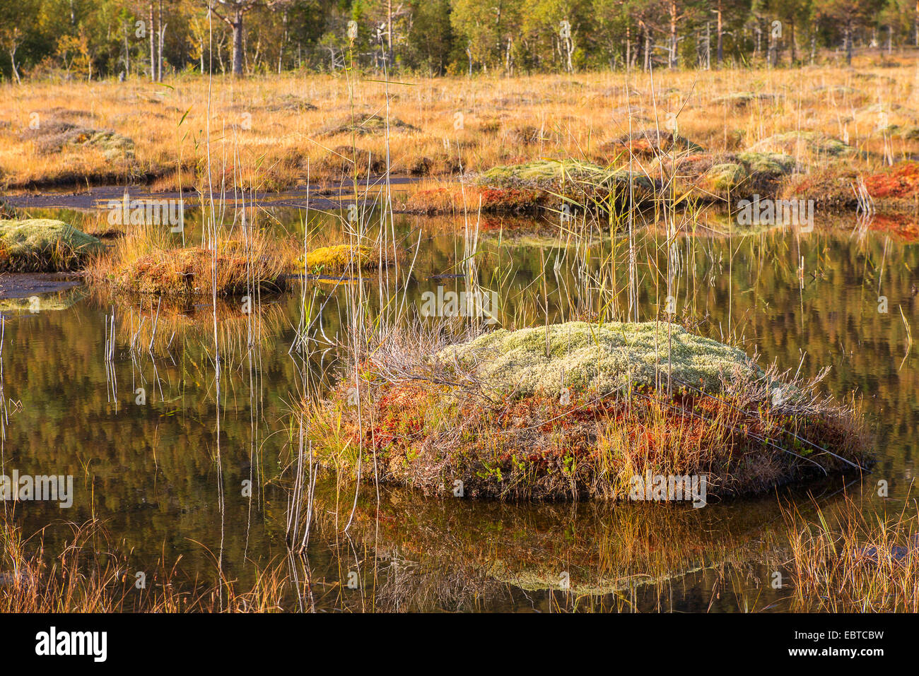 raised bog, Norway, Nordland Stock Photo