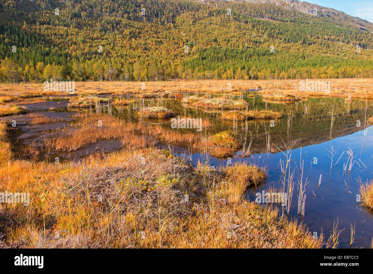 raised bog, Norway, Nordland Stock Photo