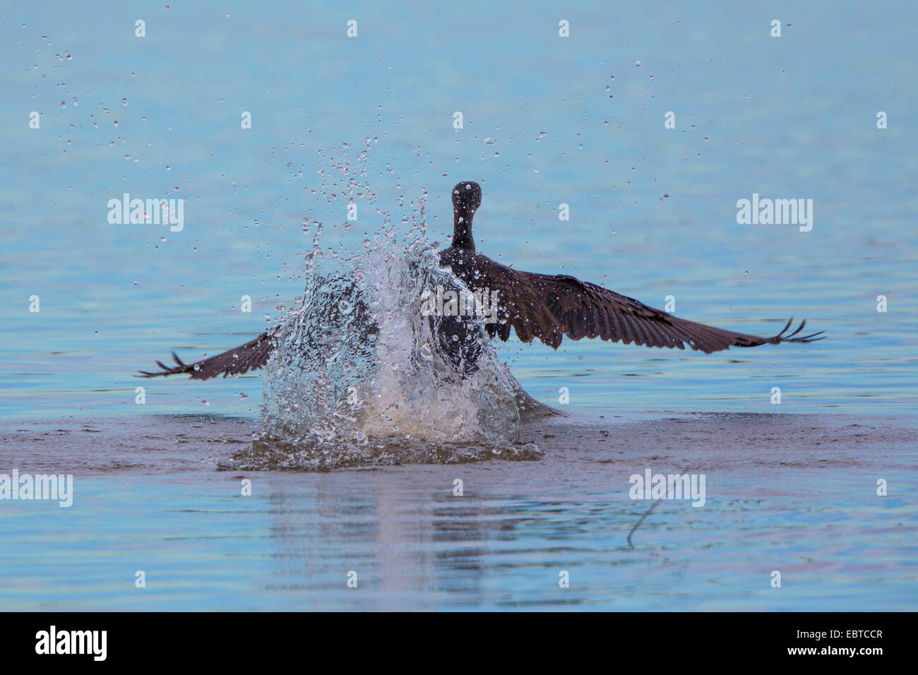 great cormorant (Phalacrocorax carbo), starting from water, Germany, Bavaria, Lake Chiemsee Stock Photo