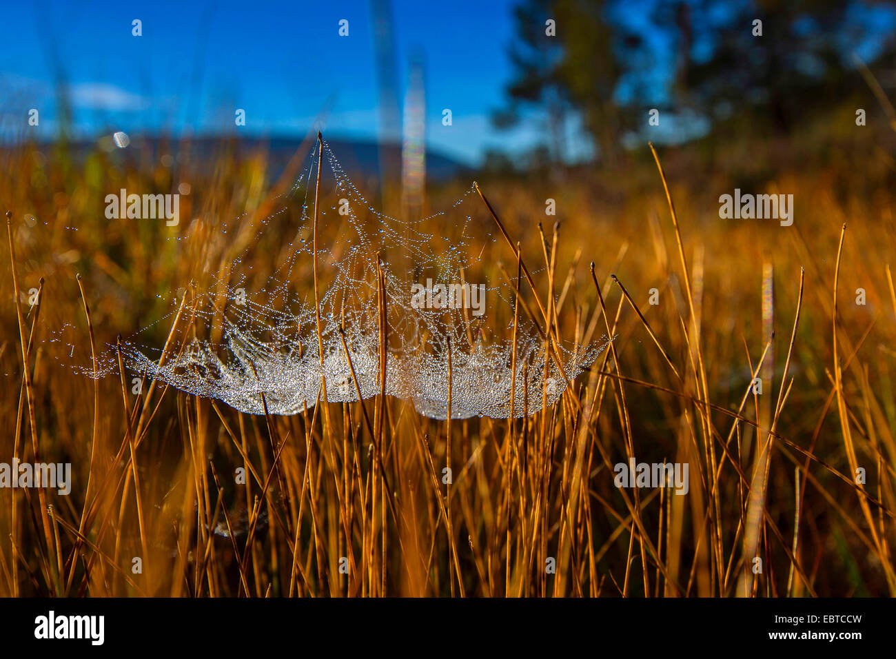 sheet-web weaver, sheet-web spinner, line-weaving spider, line weavers, money spider (Linyphiidae), spiderweb in a mire, Norway, Nordland Stock Photo